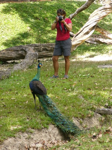 Claire shoots peacock